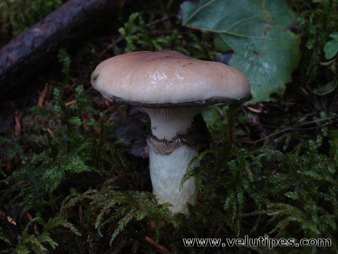 Gomphidius glutinosus