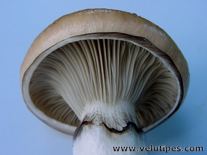 Gomphidius glutinosus