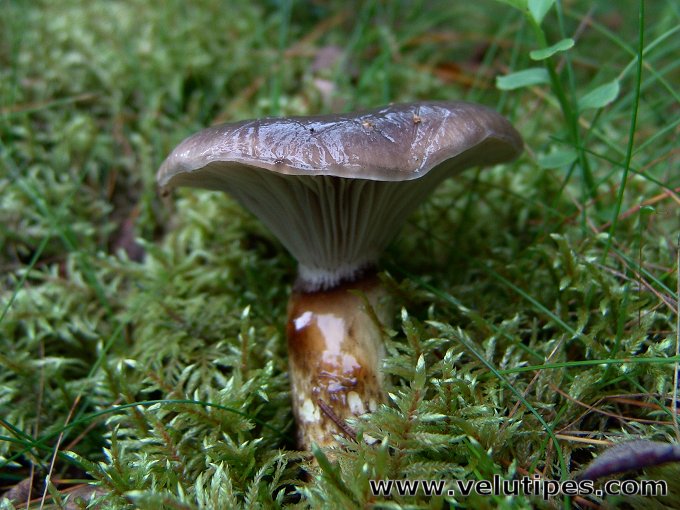 Gomphidius glutinosus