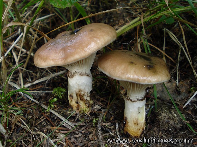 Gomphidius glutinosus