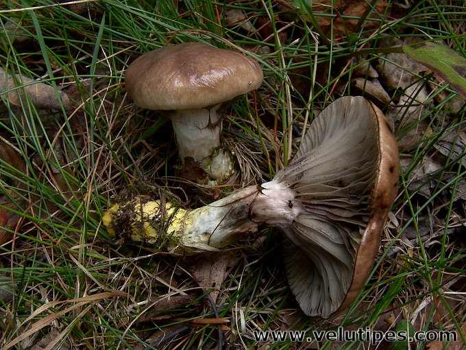 Gomphidius glutinosus