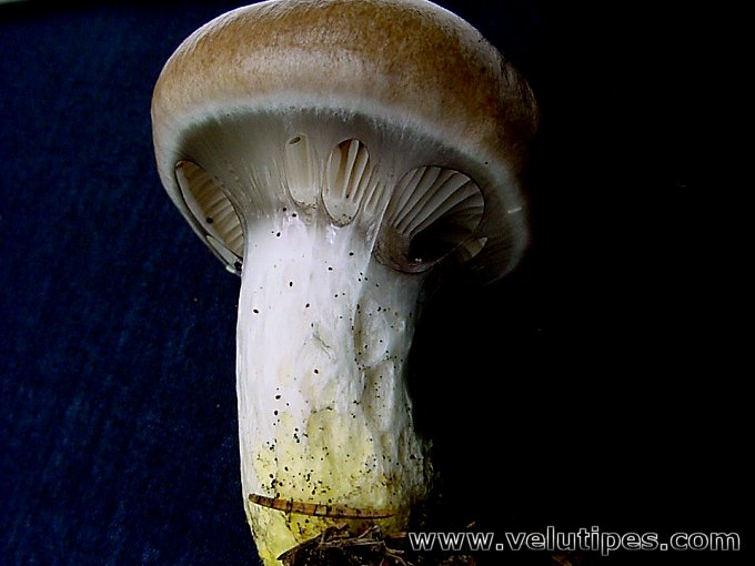 Gomphidius glutinosus