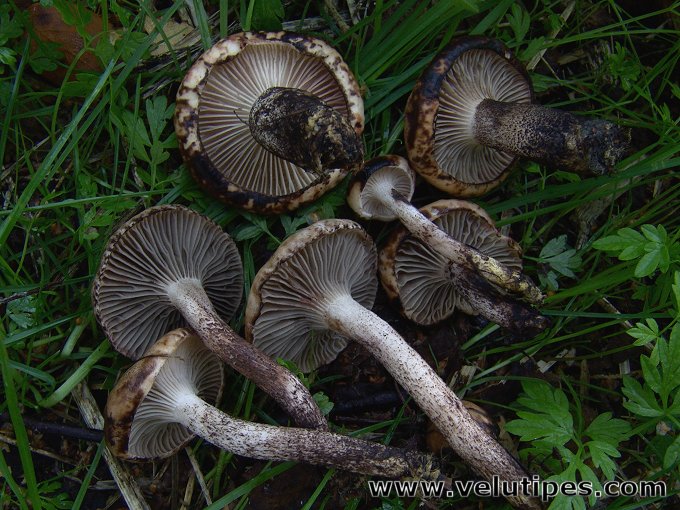 Gomphidius maculatus