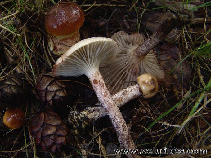 Gomphidius maculatus