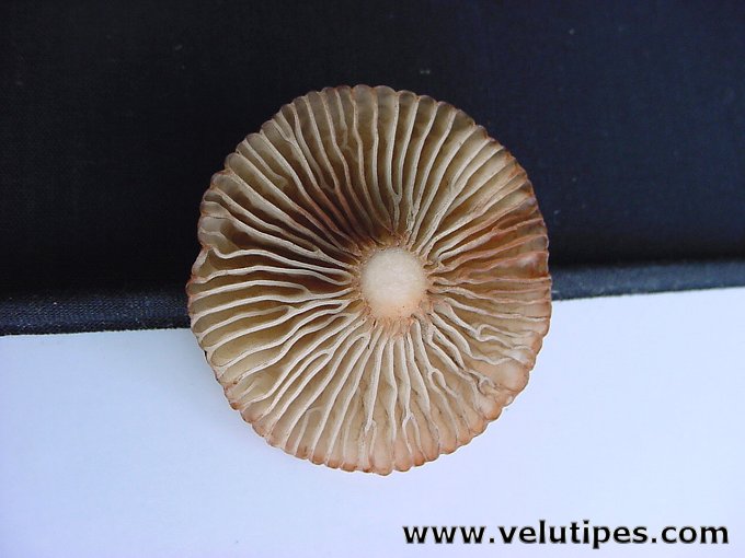 Gomphidius maculatus