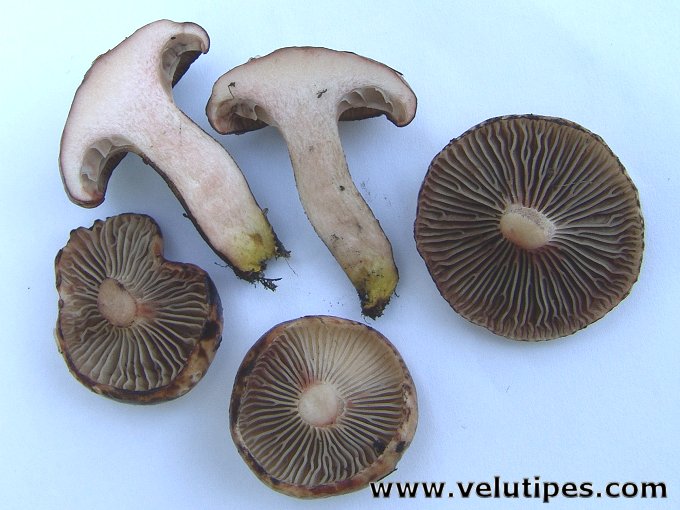 Gomphidius maculatus