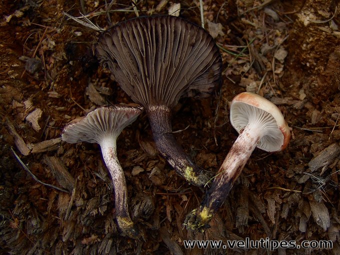 Gomphidius maculatus
