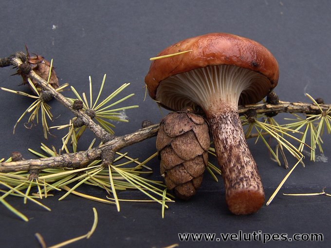 Gomphidius maculatus