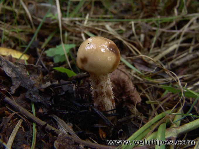 Gomphidius maculatus