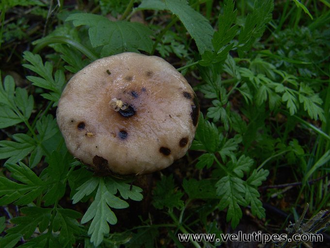 Gomphidius maculatus