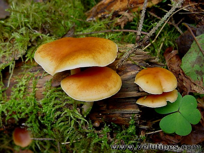 Gymnopilus penetrans