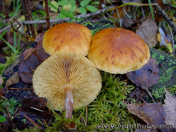 Gymnopilus penetrans