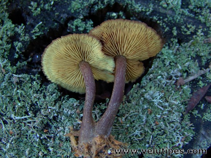 Gymnopilus picreus