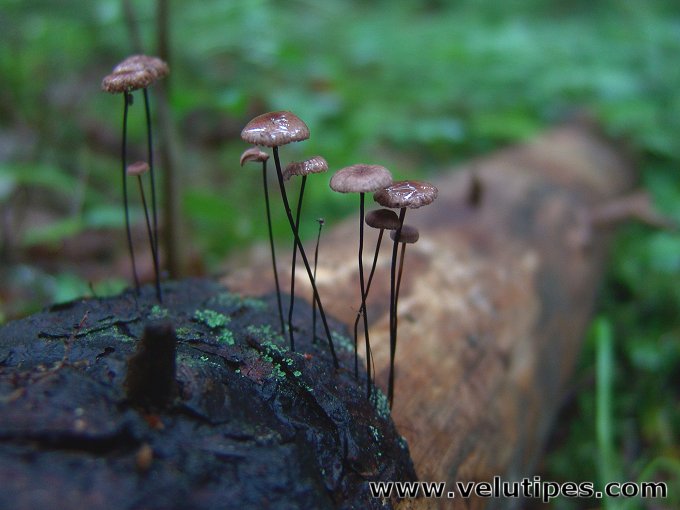 Gymnopus androsaceus