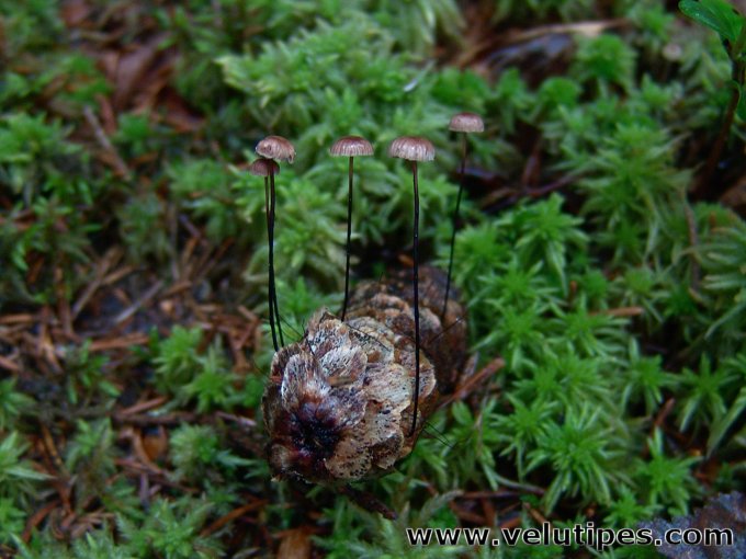 Gymnopus androsaceus