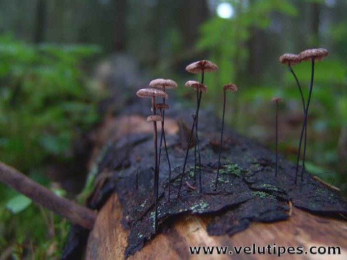 Gymnopus androsaceus