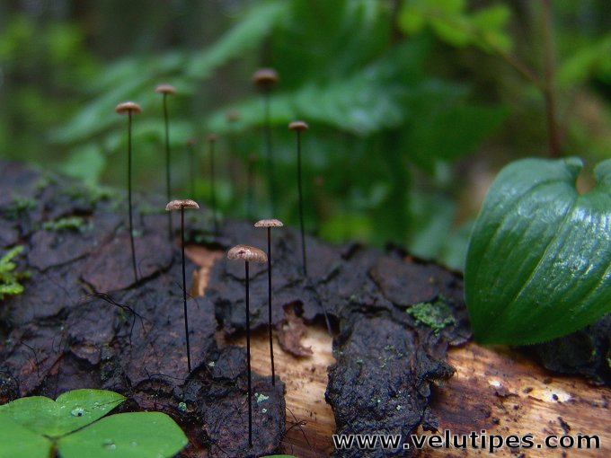 Gymnopus androsaceus