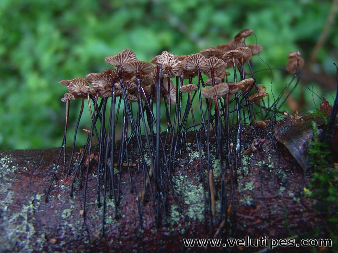 Gymnopus androsaceus