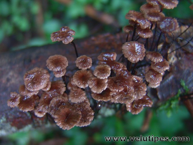 Gymnopus androsaceus