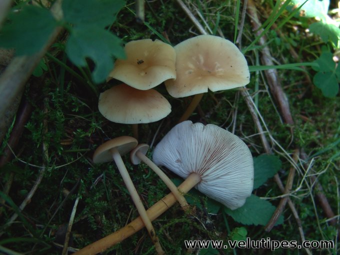  Gymnopus dryophilus 