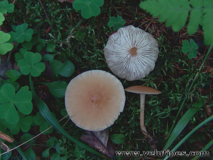 Gymnopus dryophilus