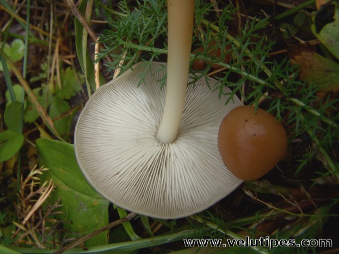 Gymnopus dryophilus