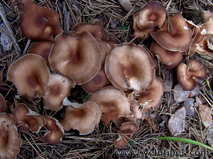  Gymnopus ocior 