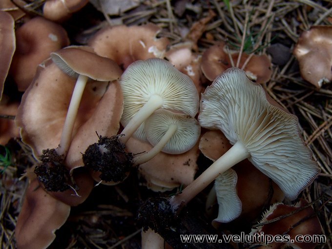  Gymnopus ocior 