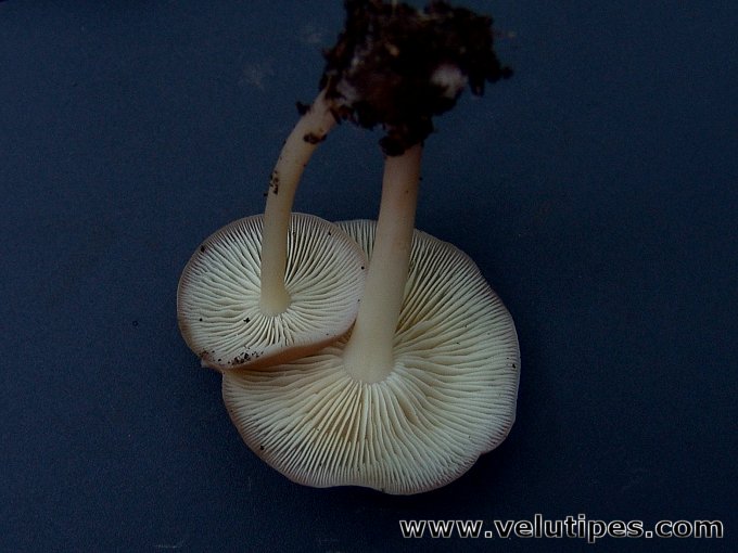  Gymnopus ocior 