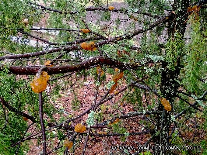 Gymnosporangium cornutum