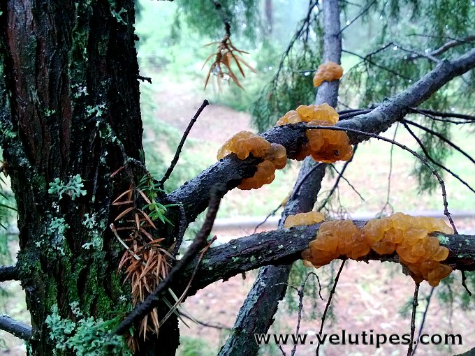 Gymnosporangium cornutum