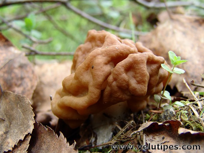 Gyromitra gigas