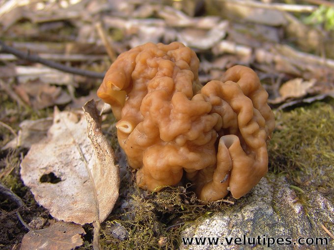Gyromitra gigas