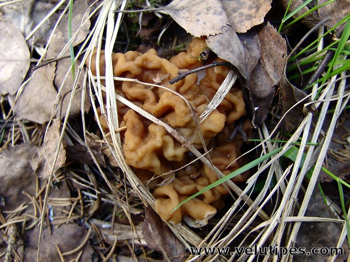 Gyromitra gigas