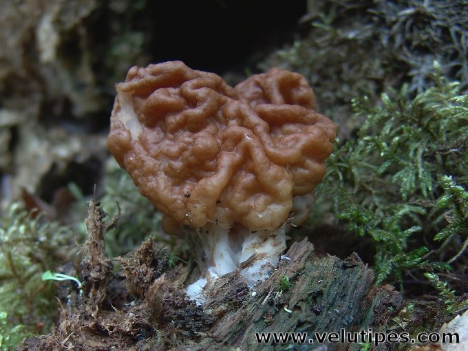 Gyromitra gigas