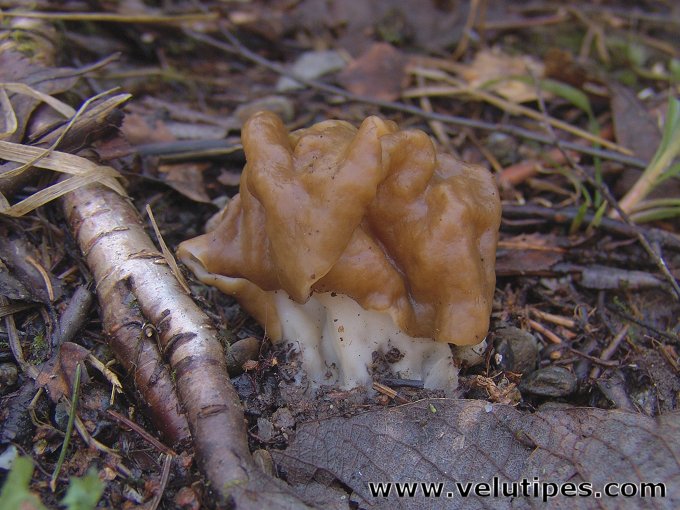 Gyromitra gigas