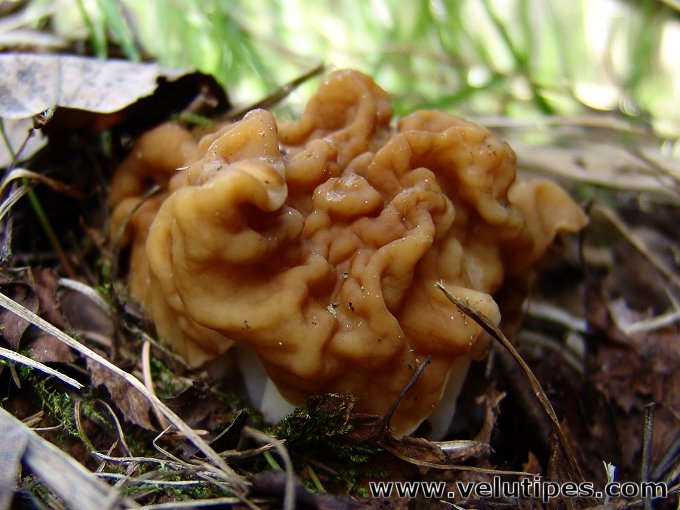 Gyromitra gigas