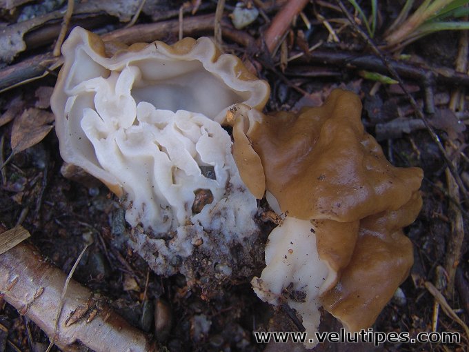 Gyromitra gigas