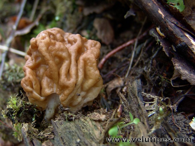 Gyromitra gigas