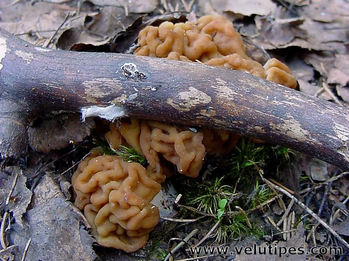 Gyromitra gigas