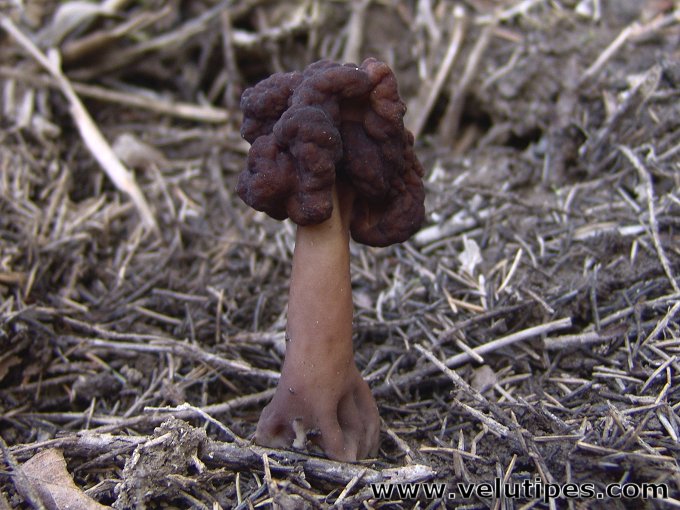 Gyromitra longipes