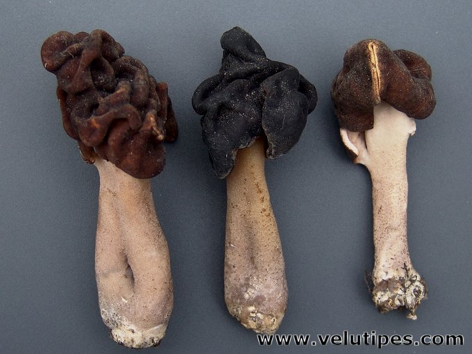 Gyromitra longipes