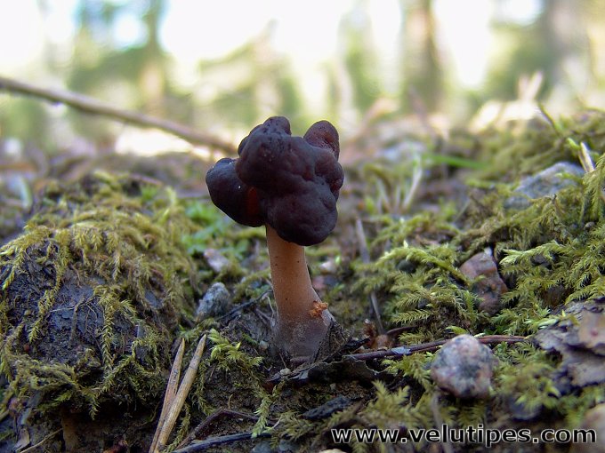 Gyromitra longipes