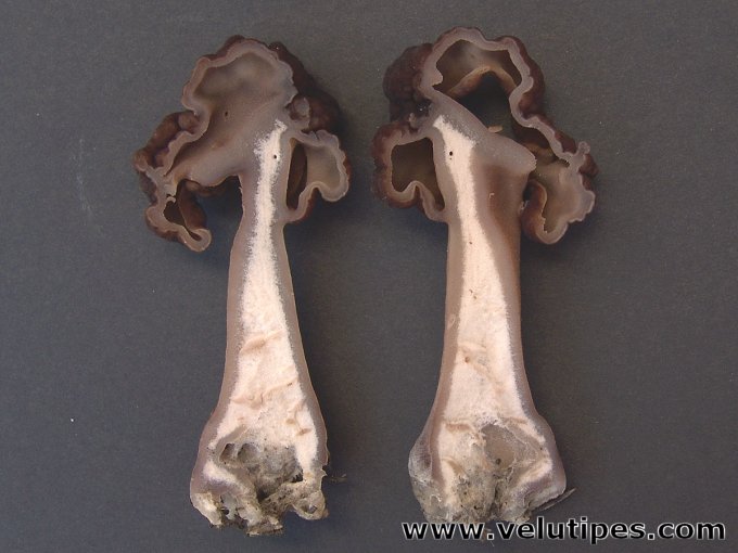 Gyromitra longipes