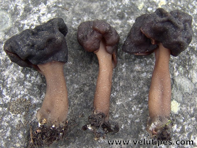 Gyromitra longipes
