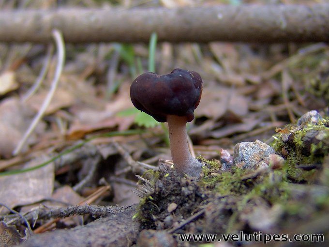 Gyromitra longipes