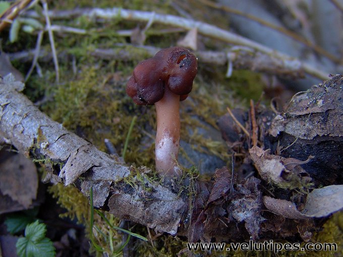 Gyromitra longipes