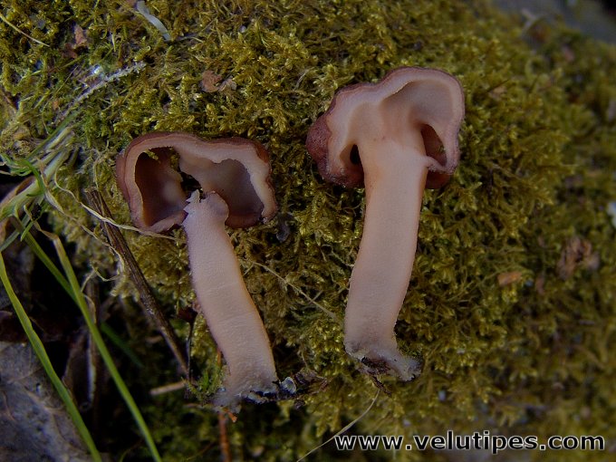 Gyromitra longipes