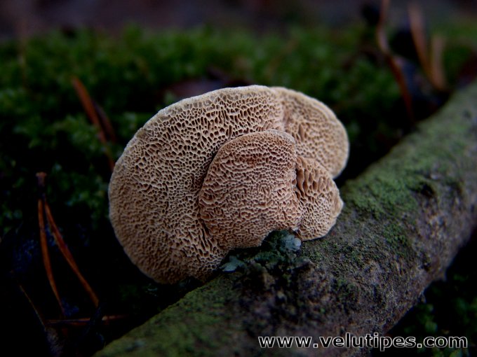 Hapalopilus rutilans