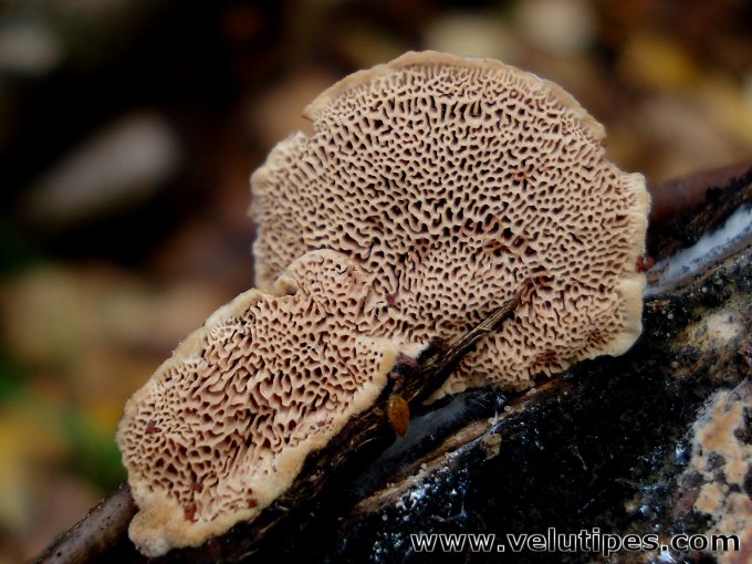 Hapalopilus rutilans